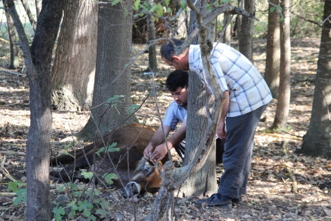 Bir İnek, Beş Yaralı