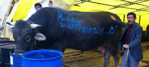 Kurbanlıkların kralı araba fiyatına gitti