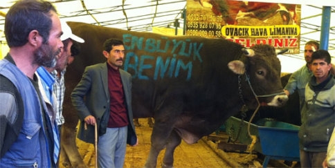 Kurbanlıkların kralı araba fiyatına gitti