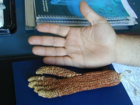 Yok artık! Bu mısır koçanı dünyada tek!