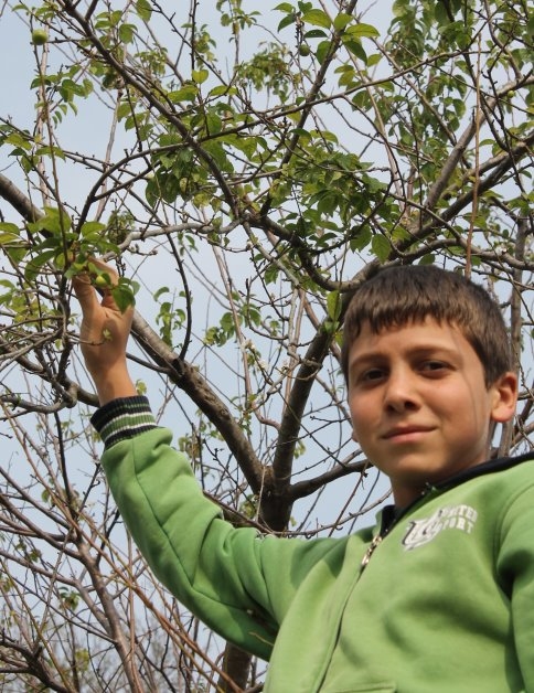 Erik Ağaçları Meyve Verdi