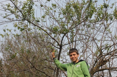 Erik Ağaçları Meyve Verdi