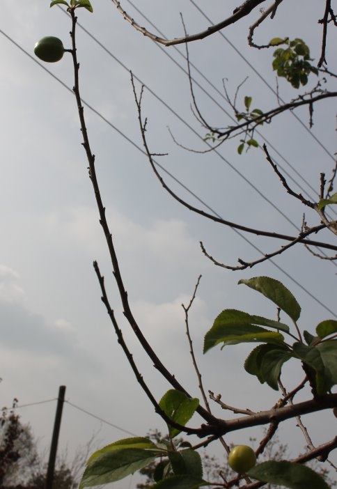 Erik Ağaçları Meyve Verdi