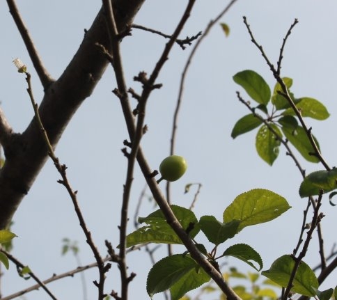 Erik Ağaçları Meyve Verdi