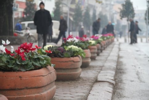 Akyazı Kışın Çiçek Açtı