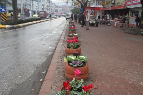 Akyazı Kışın Çiçek Açtı