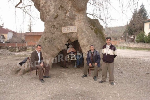 Tarihi Ağaç İçerisinde Berberlik Yapıyor