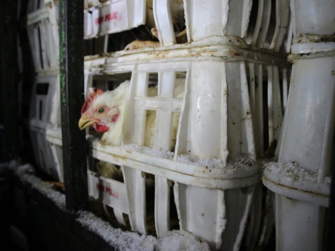 Otobüs ve Kamyon Çarpıştı