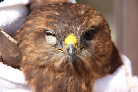 Yol Kenarında Yaralı Bulduğu Şahin’i Yetkililere Teslim Etti