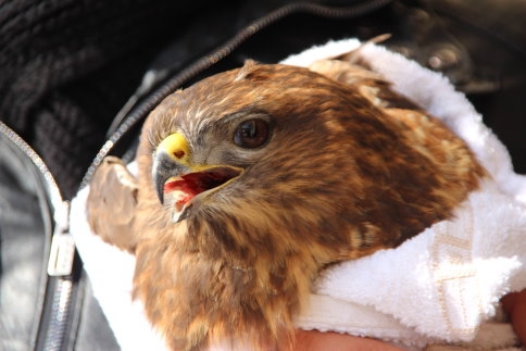 Yol Kenarında Yaralı Bulduğu Şahin’i Yetkililere Teslim Etti