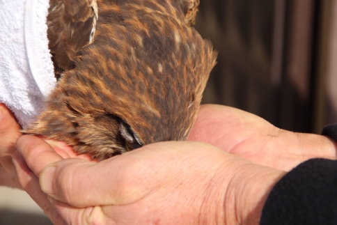 Yol Kenarında Yaralı Bulduğu Şahin’i Yetkililere Teslim Etti