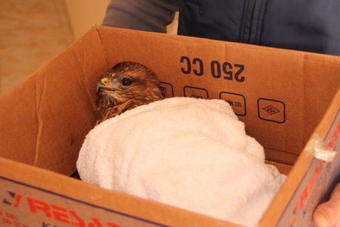 Yol Kenarında Yaralı Bulduğu Şahin’i Yetkililere Teslim Etti