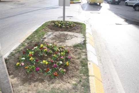 AKYAZI’YA BAHAR ERKEN GELDİ