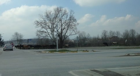 Havaların ısınmasıyla tehlikede artmaya başladı. 