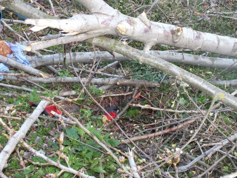 Yahyalı Mahesinde Kesilen Ağaç Kadının üzerine devrildi