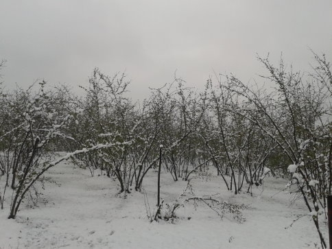 Akyazı'da Kar Sürprizi