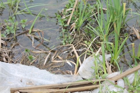 Karacasu Deresinde Balık Ölümleri Arttı