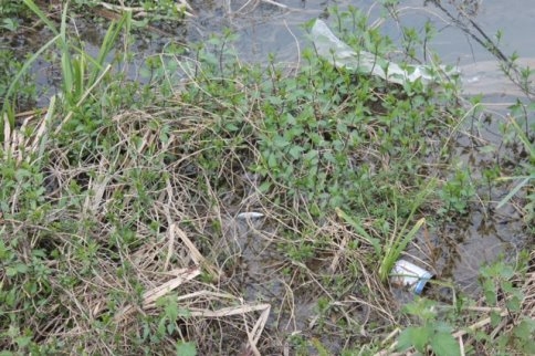 Karacasu Deresinde Balık Ölümleri Arttı