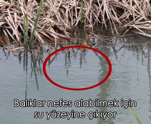 Karacasu Deresinde Balık Ölümleri Arttı