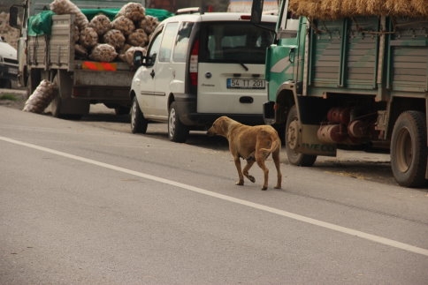 Hayvan Pazarı Tehlike Saçmaya Devam Ediyor