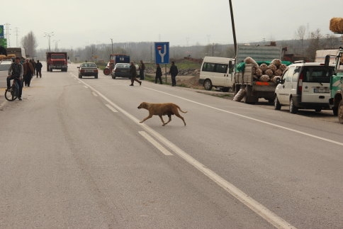 Hayvan Pazarı Tehlike Saçmaya Devam Ediyor