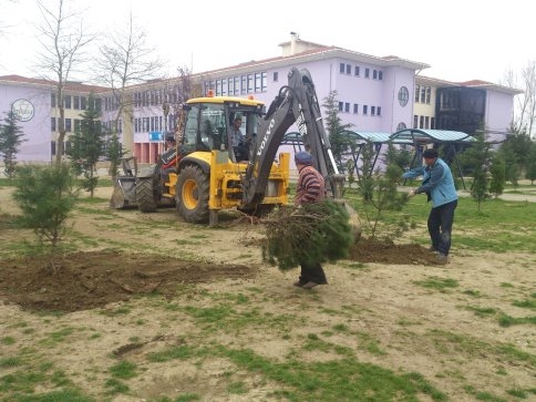 Ağaçlar Büyümeye Devam Edecek