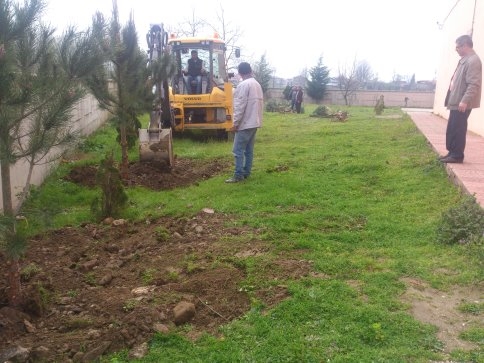 Ağaçlar Büyümeye Devam Edecek