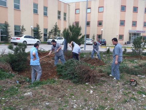 Ağaçlar Büyümeye Devam Edecek