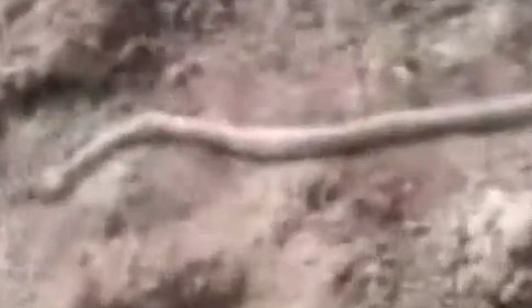 3 Metrelik Yılan Korkuttu