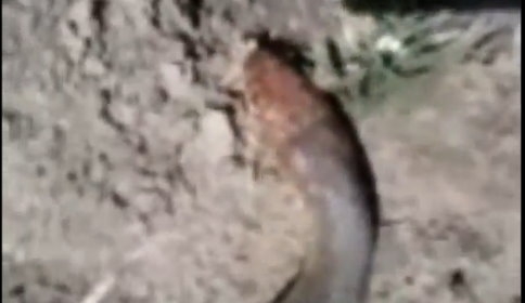 3 Metrelik Yılan Korkuttu