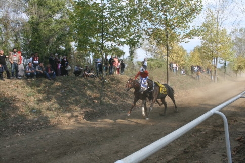 At Seyircilerin Arasında Daldı 3 Yaralı