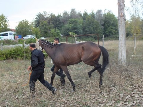 Yeni Atıyla İlk Kupasını Aldı