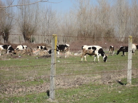Akyazı İlçe Gıda Tarımdan Kurban Uyarısı