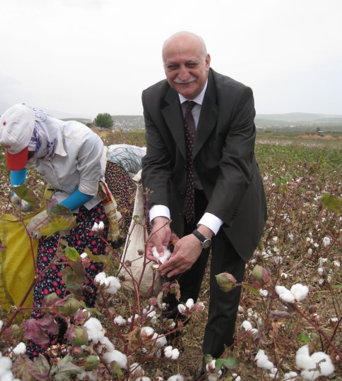 Pamukta hasat büyük ölçüde tamamlandı