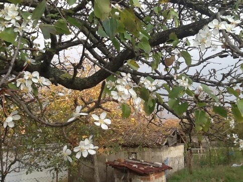 Kuzuluk'ta kar beklenirken Ağaçlar çiçek açmaya başladı.