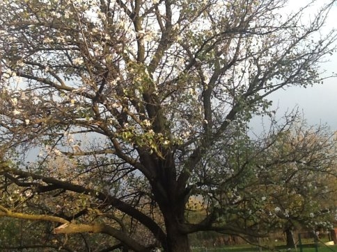 Kuzuluk'ta kar beklenirken Ağaçlar çiçek açmaya başladı.