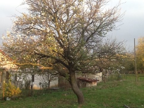 Kuzuluk'ta kar beklenirken Ağaçlar çiçek açmaya başladı.