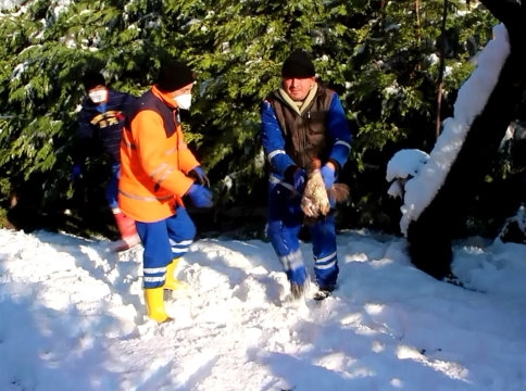 Tavuğu Yakaladı Sonrasında Kar'da Kayarak Takla Attı