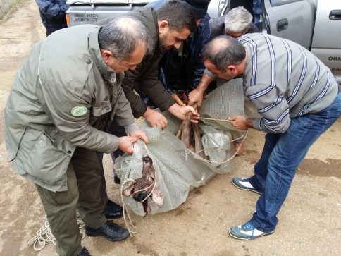 Yaralanan Karaca Yetkililere Teslim Edildi