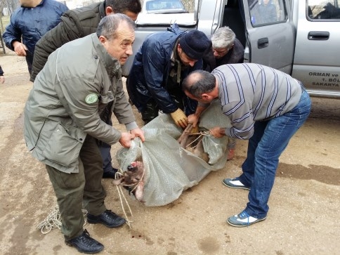 Yaralanan Karaca Yetkililere Teslim Edildi