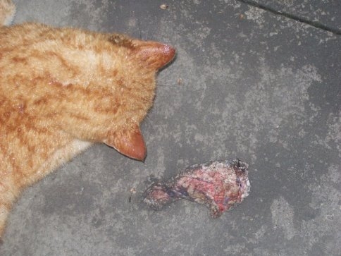 Kediyi zehirleyerek öldürdüler