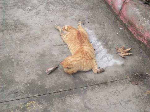 Kediyi zehirleyerek öldürdüler