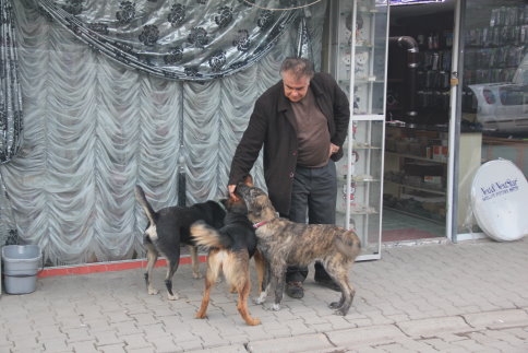 Köpeklerin Dostluğu Kendilerini Besleyen Adamı Unutmadılar