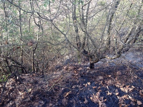 Kuzuluk’ta Yangın