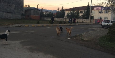 Öğrencilerin Köpek Sınavı