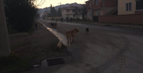 Öğrencilerin Köpek Sınavı