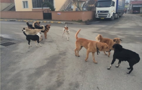 Öğrencilerin Köpek Sınavı