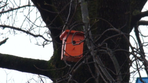 Yabani Kuşların Yuvasını Akyazı Orman İşletmesi Yaptı