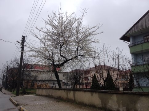 Akyazı'da Meyve Ağaçları Çiçek Açtı