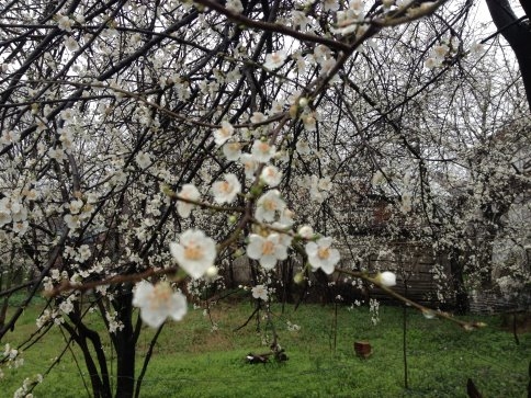 Akyazı'da Meyve Ağaçları Çiçek Açtı